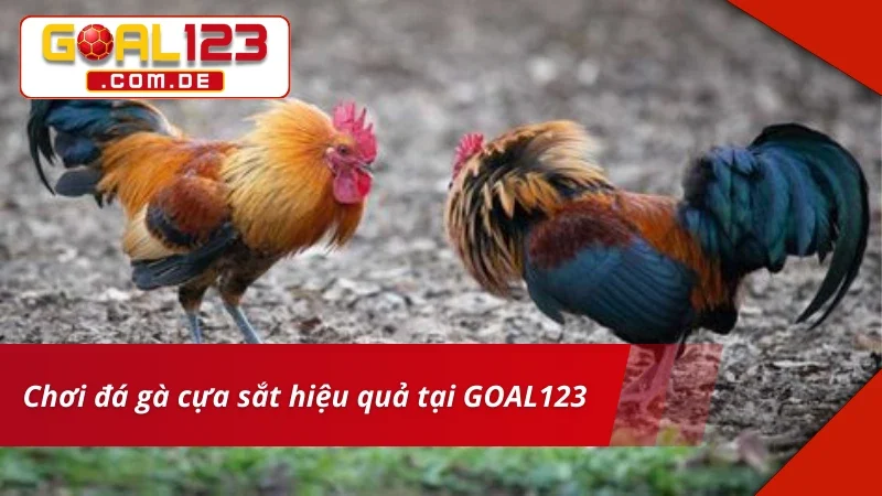 Đá Gà hiệu quả với kinh nghiệm từ nhiều cược thủ kỳ cựu
