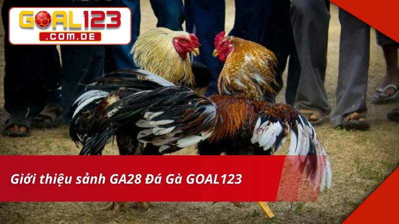 Đôi nét về sảnh GA28 Đá Gà tại nhà cái